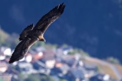 aigle06112-1-scaled