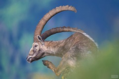 Bouquetin juillet 2021