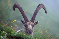 Bouquetin juillet 2021