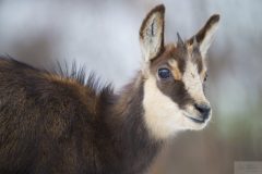 1_chamois0901225-scaled