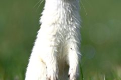 1_hermine0203113-scaled