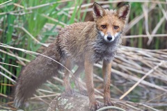 renard mai 2021