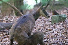 chamois mai 2021