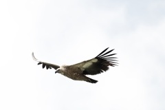 Vautour fauve juillet 2021