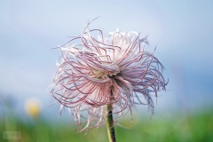 68A63C50-63DC-4912-AEC8-442F56368962-1