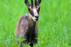 chamois mai 2021
