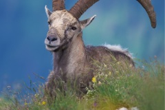 Bouquetin juillet 2021