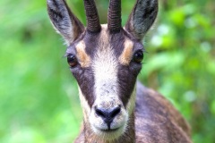chamois mai 2021