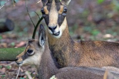 chamois juin 2021