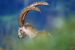 Bouquetin juillet 2021