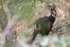 Chamois octobre 2021