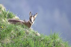 Chamois mai 2020