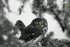 Chevêchette novembre 2020