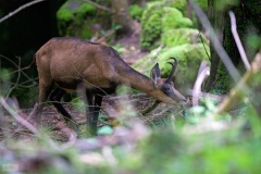 chamois juin 2021