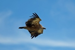 Vautour fauve juillet 2021