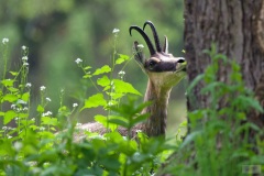chamois mai 2021