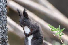 Ecureuil avril 2021