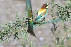 Guêpier d'Europe mai 2021