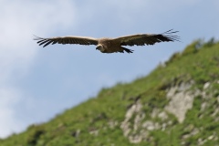 Vautour fauve juillet 2021