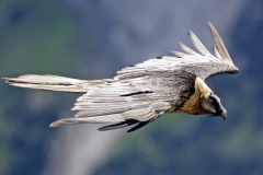 Gypaète barbu juillet 2021