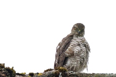 Epervier d'Europe 2021