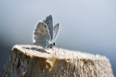 Papillon macro juillet 2021