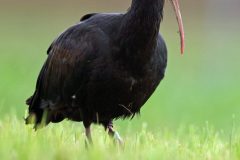 Ibischauve24067-scaled