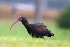 Ibischauver24063-scaled