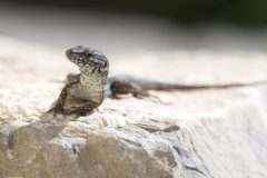 Lézard janvier 2021