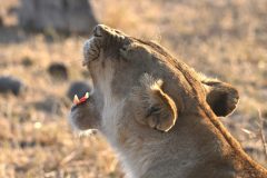 Lionne3-scaled