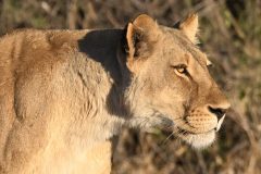 Lionne7-scaled
