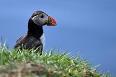 Macareuxecosse4-scaled