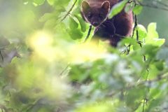 Marte des pins juin 2021