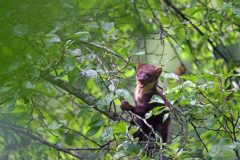 Marte des pins juin 2021