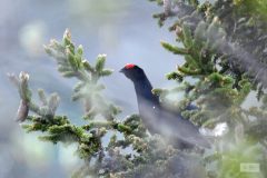 Tétras Lyre mai 2020