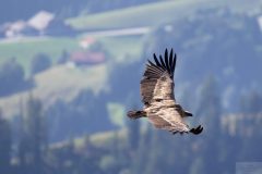 Vautours15081-scaled