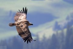 Vautours15082-scaled