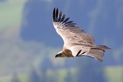 Vautours15086-scaled