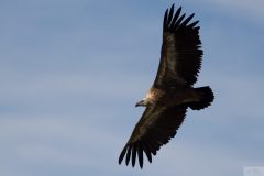 Vautours15087-scaled