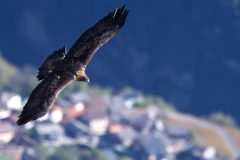 aigle06112-1-scaled