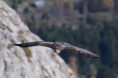 aigle06113-1-scaled