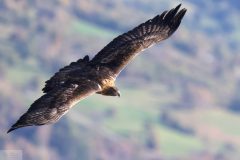 aigle06114-1-scaled