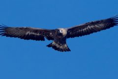 Aigle royal novembre 2021