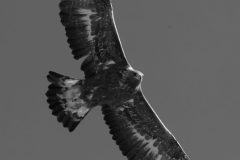 Aigle royal novembre 2021