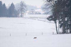 ambiancerenarddans-la-neige2901-scaled