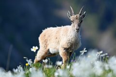 bouquetin08065-scaled