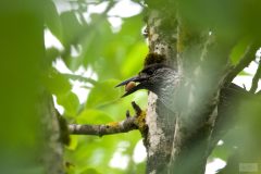 Casse-noix moucheté 2020