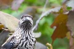 Casse-noix moucheté 2020