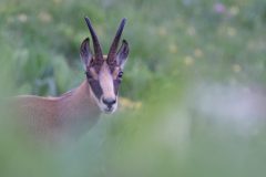Chamois 2020