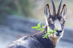 chamois01011